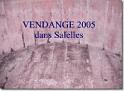 vendange 2005 01